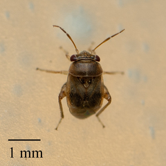 Coridromius chenopoderis