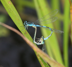 Coenagrion lanceolatum
