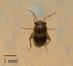 Coridromius chenopoderis