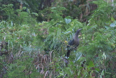 Ducula galeata