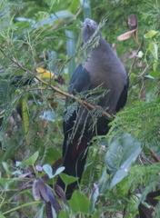 Ducula galeata