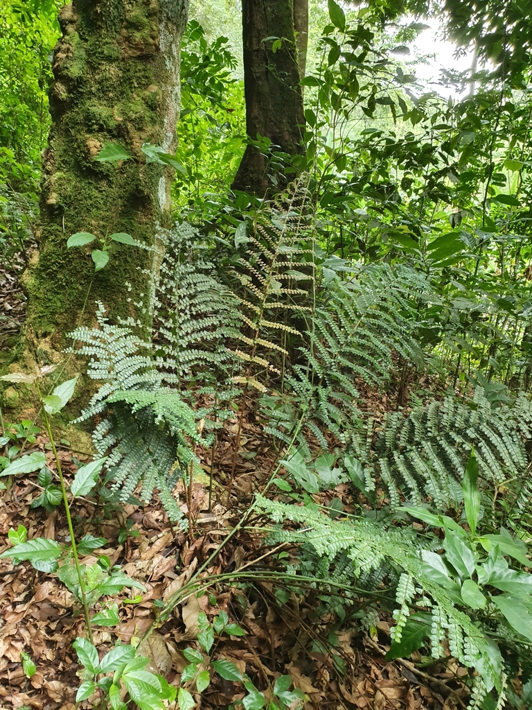 Didymochlaena squamata