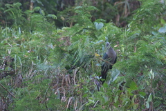 Ducula galeata