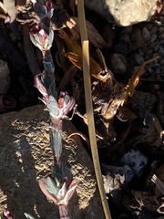 Polygonum aviculare depressum