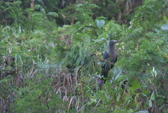 Ducula galeata