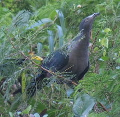 Ducula galeata