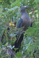 Ducula galeata