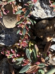 Polygonum aviculare depressum