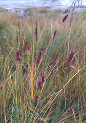 Carex rotundata