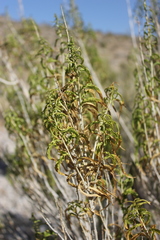 Brickellia longifolia multiflora