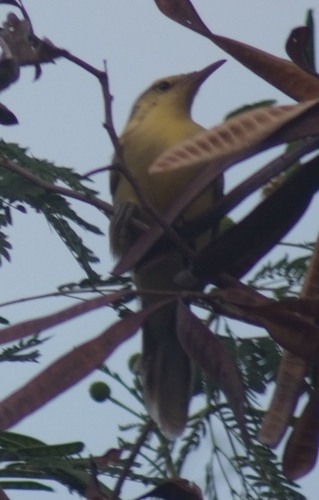 Acrocephalus mendanae, 2018-11-03