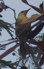 Acrocephalus percernis percernis