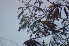 Acrocephalus percernis percernis