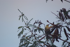 Acrocephalus percernis percernis