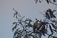 Acrocephalus percernis percernis
