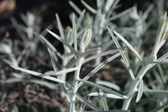 Tetradymia comosa