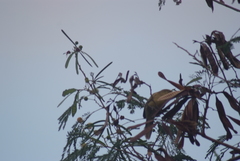 Acrocephalus percernis percernis