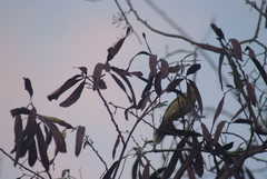 Acrocephalus percernis percernis