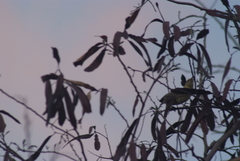 Acrocephalus percernis percernis