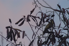 Acrocephalus percernis percernis