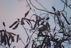 Acrocephalus percernis percernis