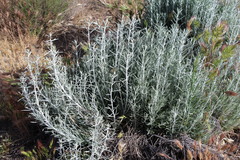 Tetradymia comosa