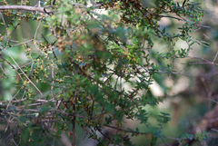 Acrotriche divaricata