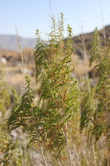 Brickellia longifolia multiflora