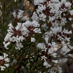 Acrothamnus melaleucoides