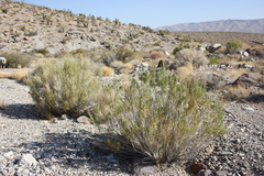 Brickellia longifolia multiflora