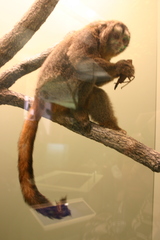 Three-Striped Night Monkey photo 3