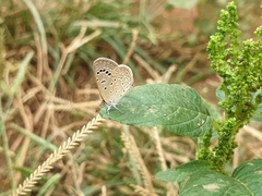 Zizeeria karsandra