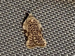 Acleris subnivana