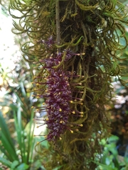 Hicksbeachia pinnatifolia