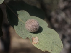 Cynips multipunctata