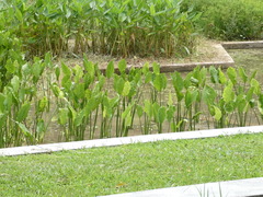 Echinodorus palifolius