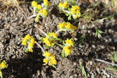 Eriophyllum multicaule