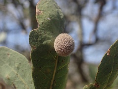 Cynips multipunctata