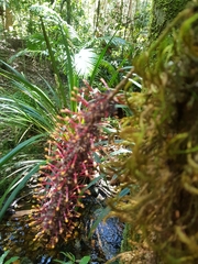 Hicksbeachia pinnatifolia