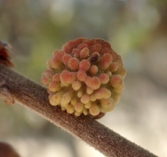 Burnettweldia corallina