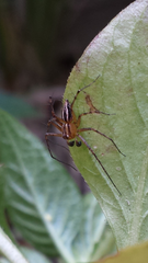 Oxyopes elegans