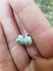 Posorites conscendens