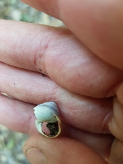 Posorites conscendens