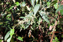 Pomaderris aspera