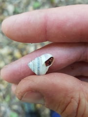 Posorites conscendens