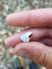 Posorites conscendens