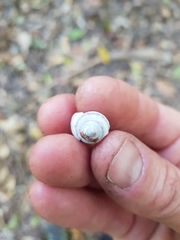 Posorites conscendens