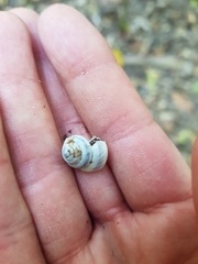 Posorites conscendens