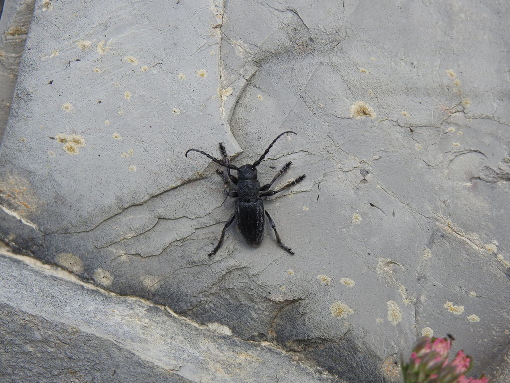 Iberodorcadion seoanei kricheldorffi