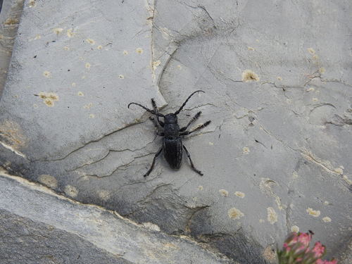 Iberodorcadion seoanei kricheldorffi